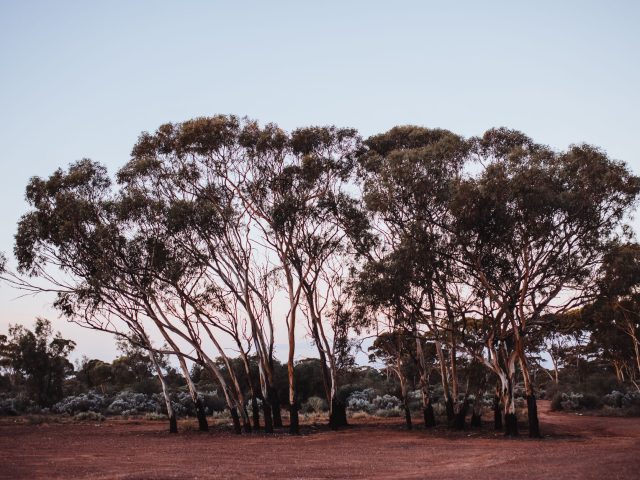 Voyager vers l&rsquo;Australie : Nouvelles Options de Vol pour les Amateurs de Musique